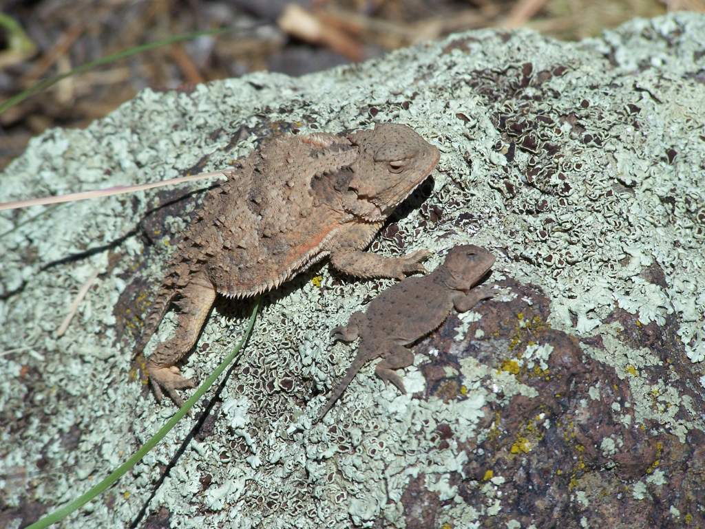 herping in Flagstaff, AZ