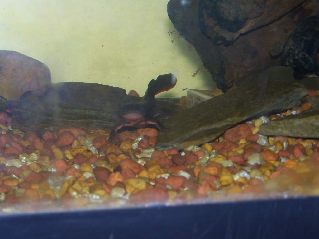 he's just popped out from behind the driftwood and he's striking what i call a territorial pose. he moves surprisingly quick, that tail is impressive,