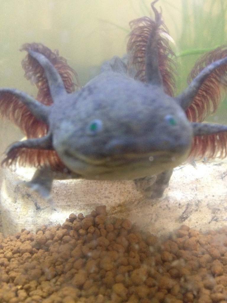 he's so cute! he is very aware of me and likes to swim up to the glass toward me when I visit with him.