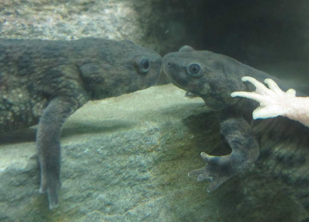 Het Leucisitic Male & Female giving kisses. (Fufus and Ruth)