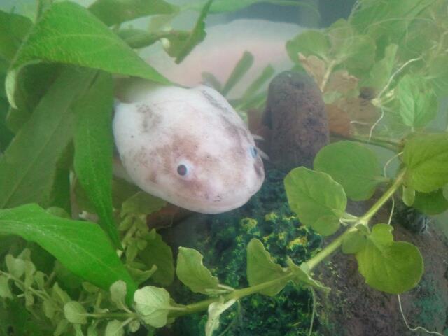 Hiding in his plants, male luescistic.