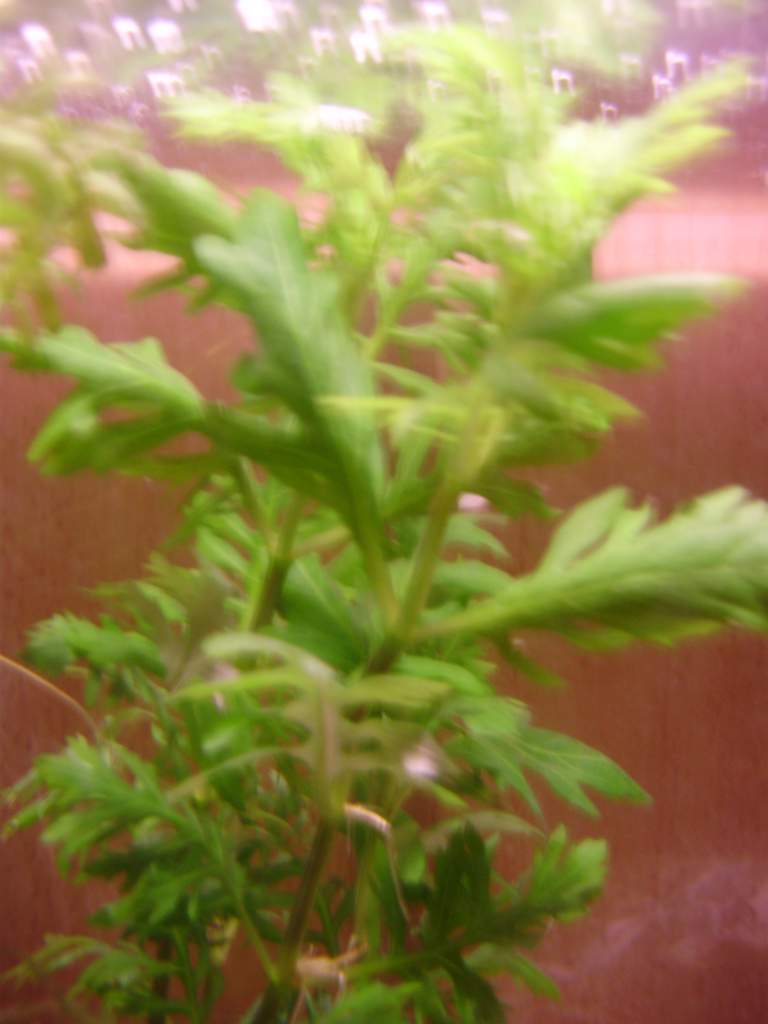 Higrophila difformis