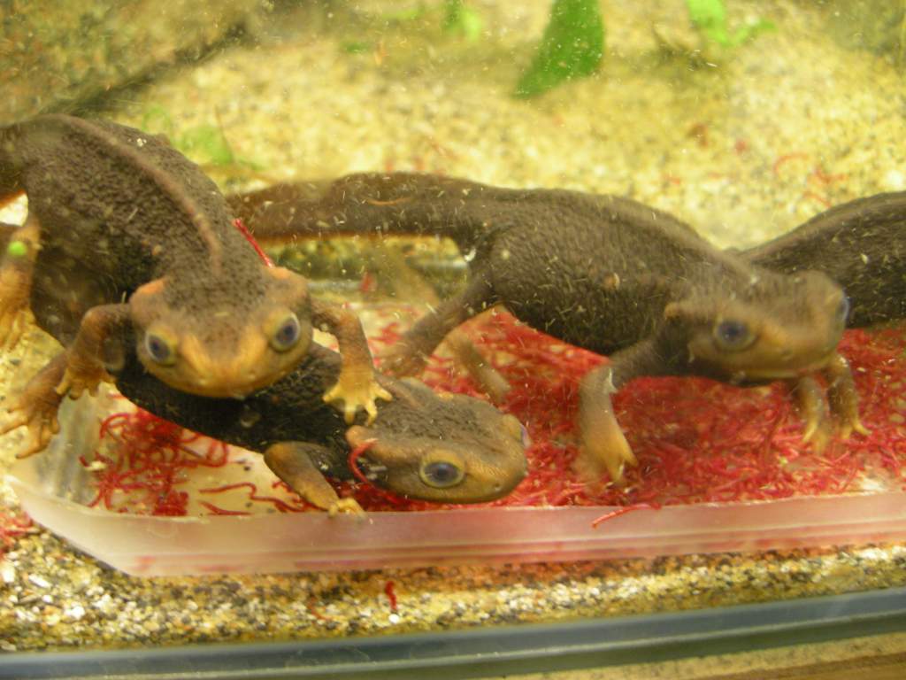 Himalayan Crocodile Newts feeding