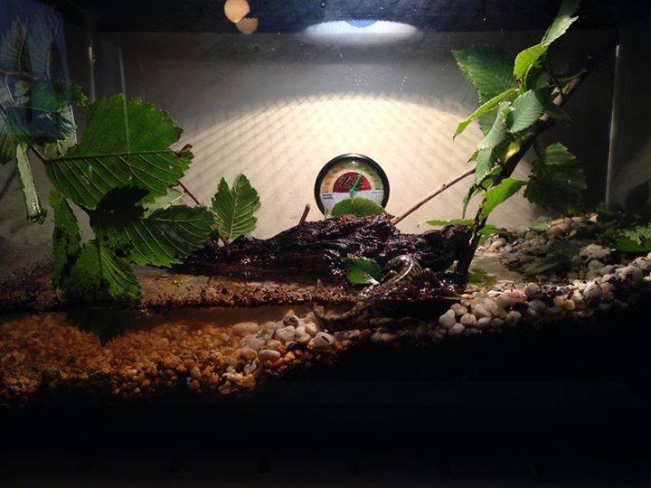 His first tank set-up was way too wet. We fixed that.