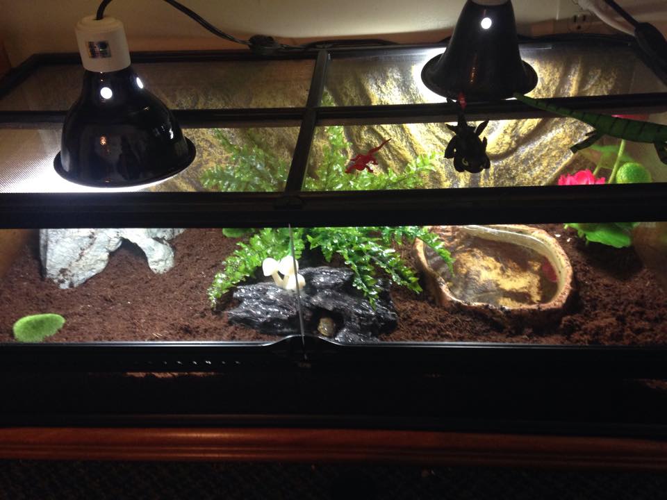 His most recent terrarium/enclosure. Very large. I plan on getting him another tiger to share it with. Lights are NOT heating/basking. They are for na