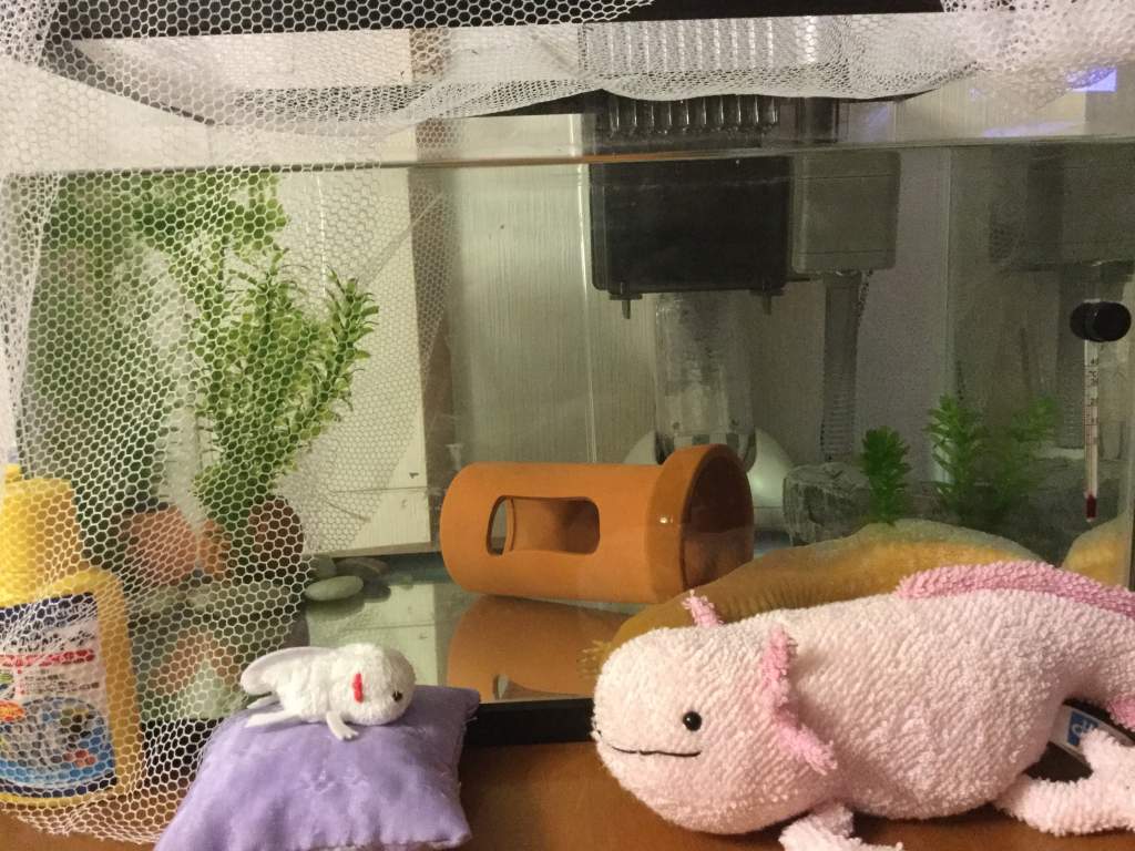 His tank, and stuffed animals in front. I know it's small, trying to upgrade it.