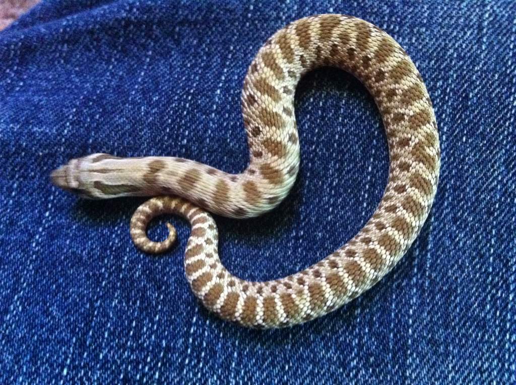 hognose