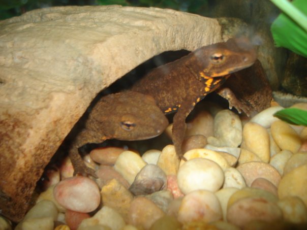 Hong Kong Newt Pair