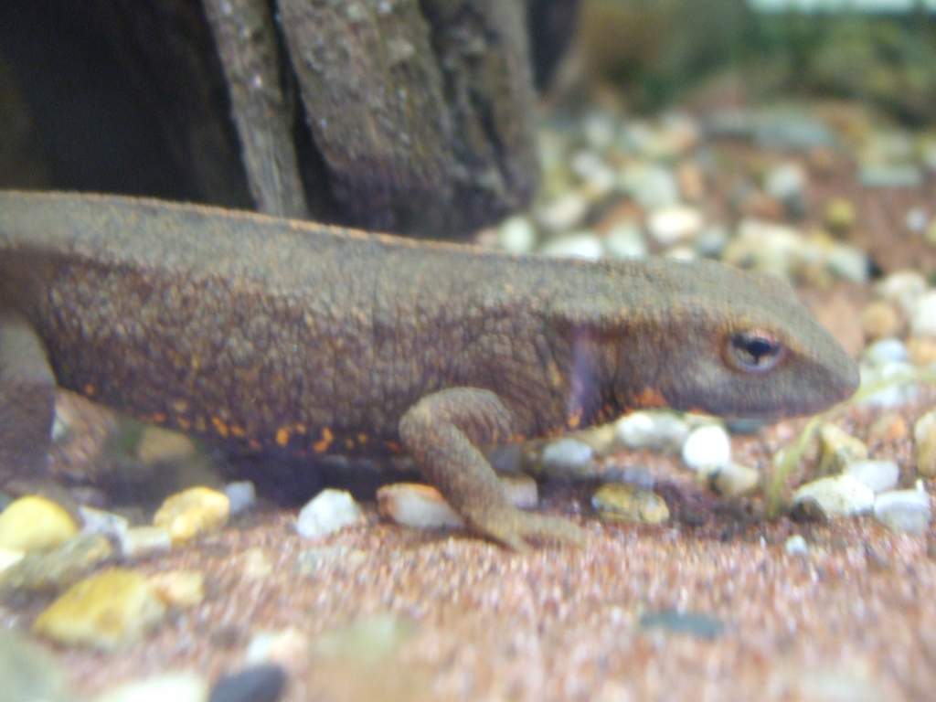 Hong Kong Warty Newt