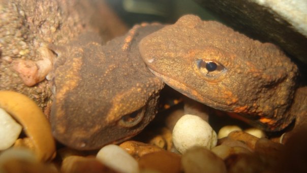 Honk Kong Newt Pair