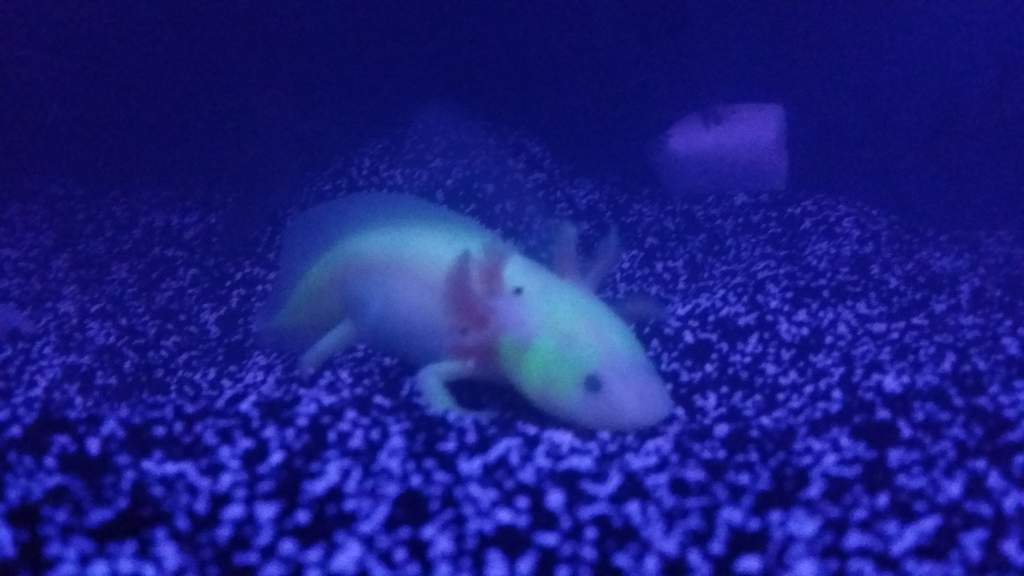 Honkey our gfp leucy glowing under blue led.