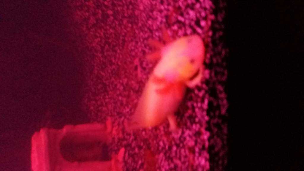 Honkey our gfp leucy glowing under red led.