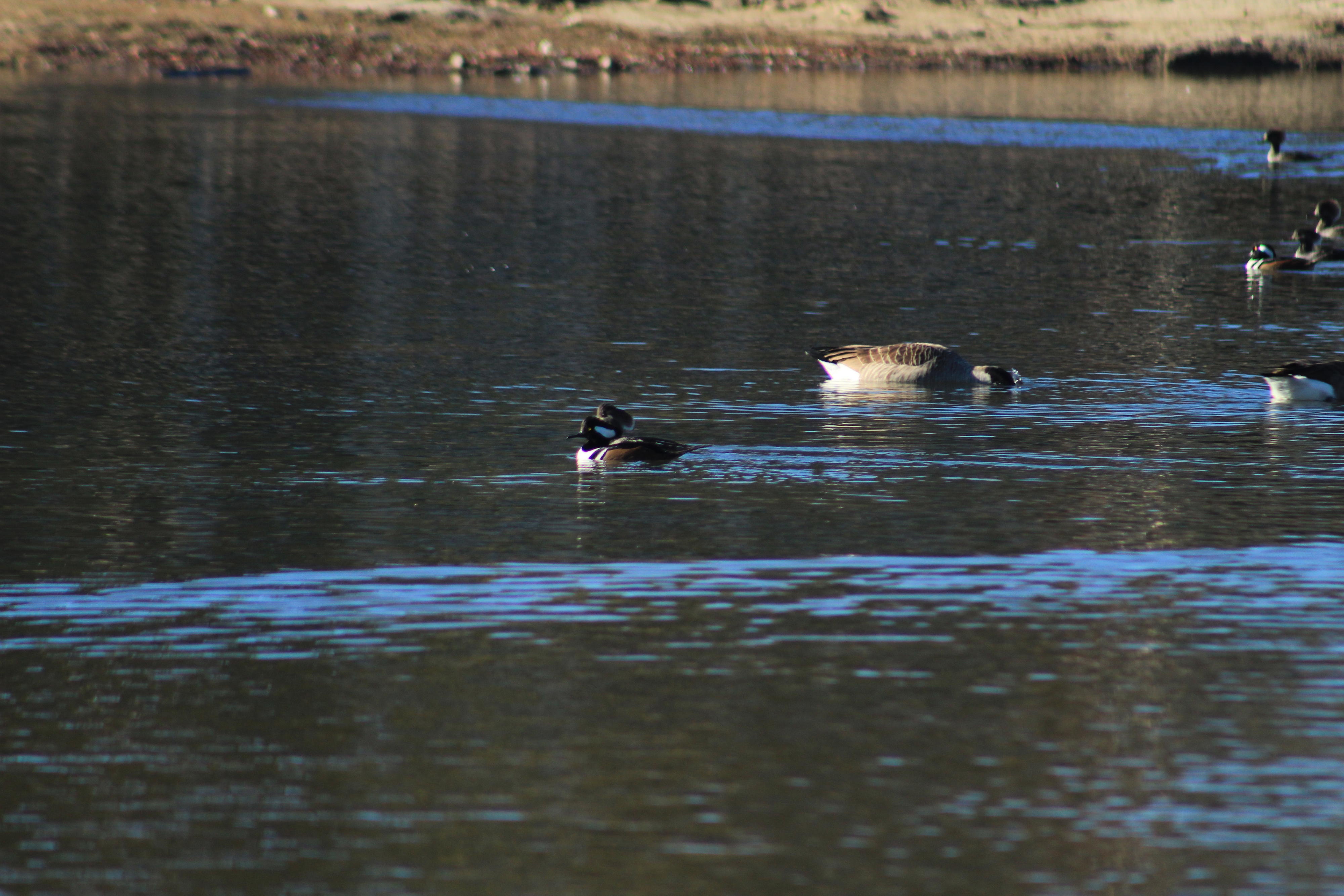 Hooded mergansers & Canada geese