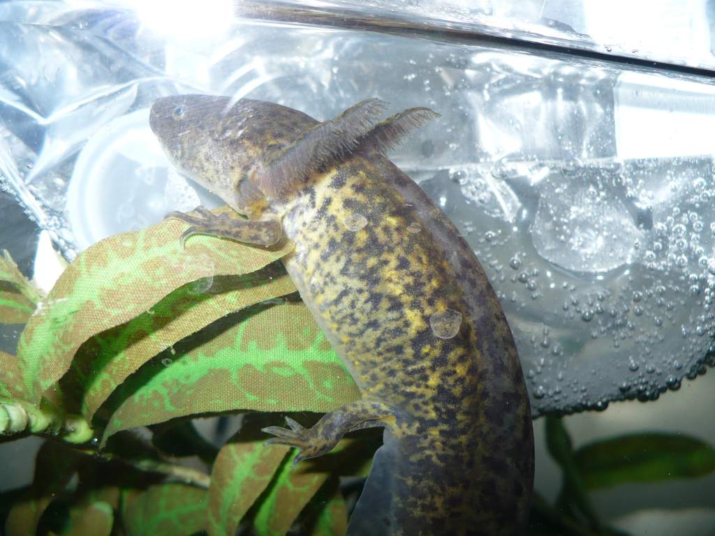 Hot summer day, axolotl chillin next to the ice pack.