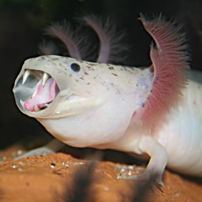 Hungry lotl?
Picture is not mine, just edited it.