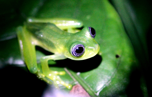 Hyalinobatrachium fleischmanni - Fleischmann's Glassfrog