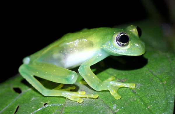 Hyalinobatrachium fleischmanni - Fleischmann's Glassfrog