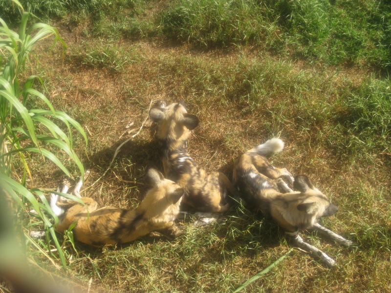 Hyenas.  They weren't very active that day.