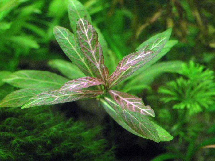 Hygrophila polysperma "Rosanervig"