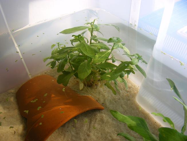 Hygrophila polysperma