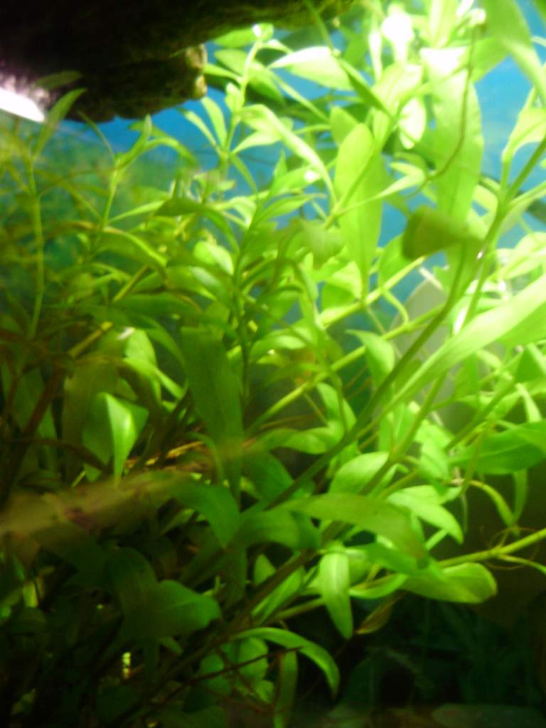 Hygrophila polysperma