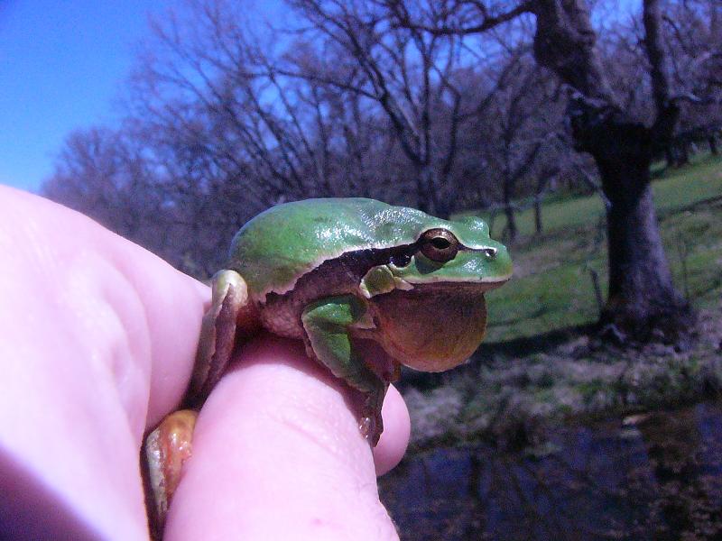 Hyla arborea, male.