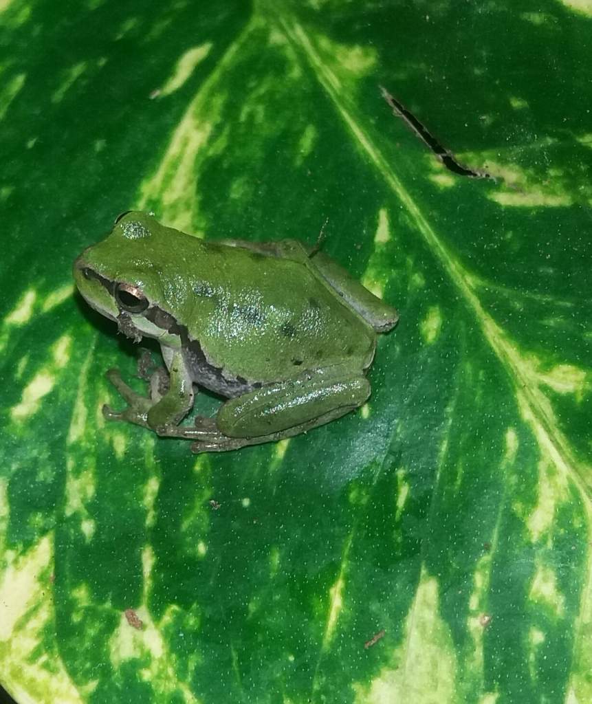 Hyla arborea