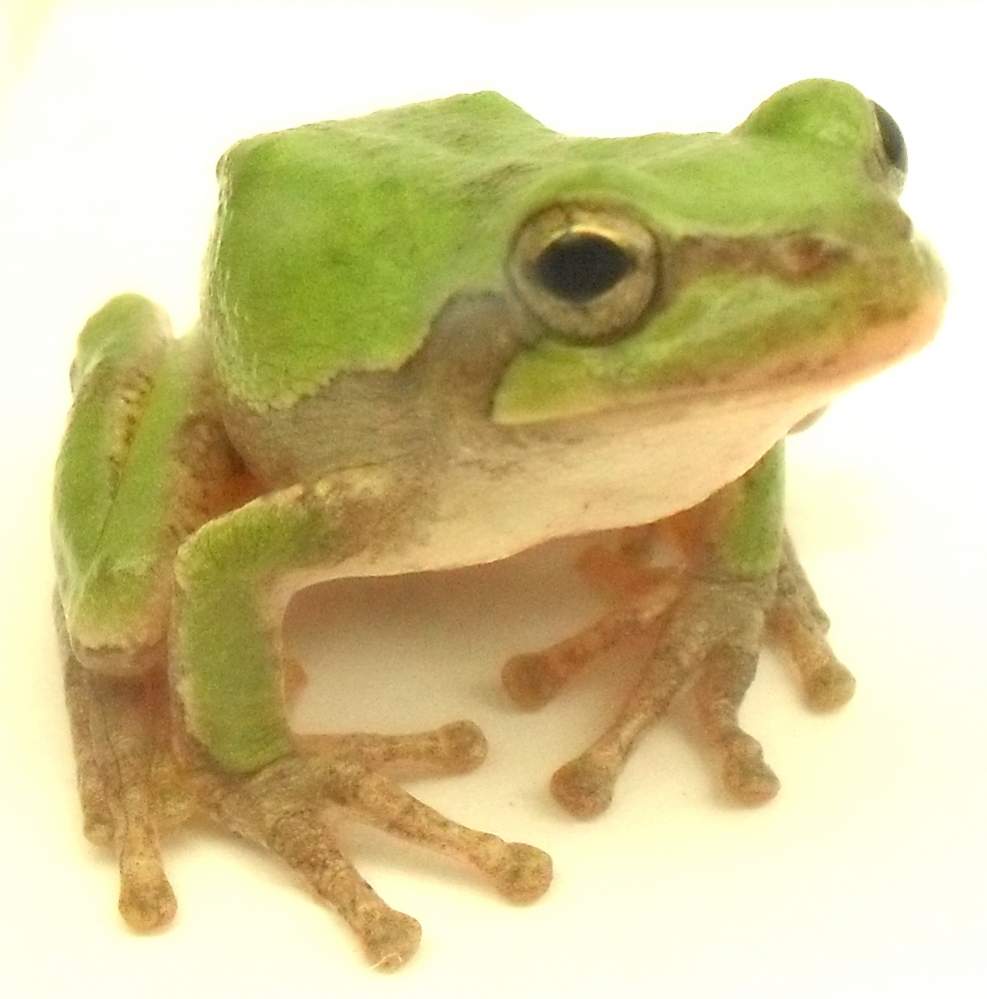 Hyla chrysoscelis