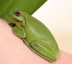 Hyla cinerea