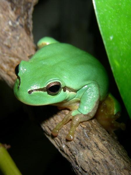 Hyla intermedia