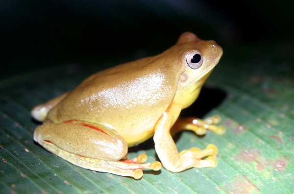 Hyla loquax - Swamp Treefrog