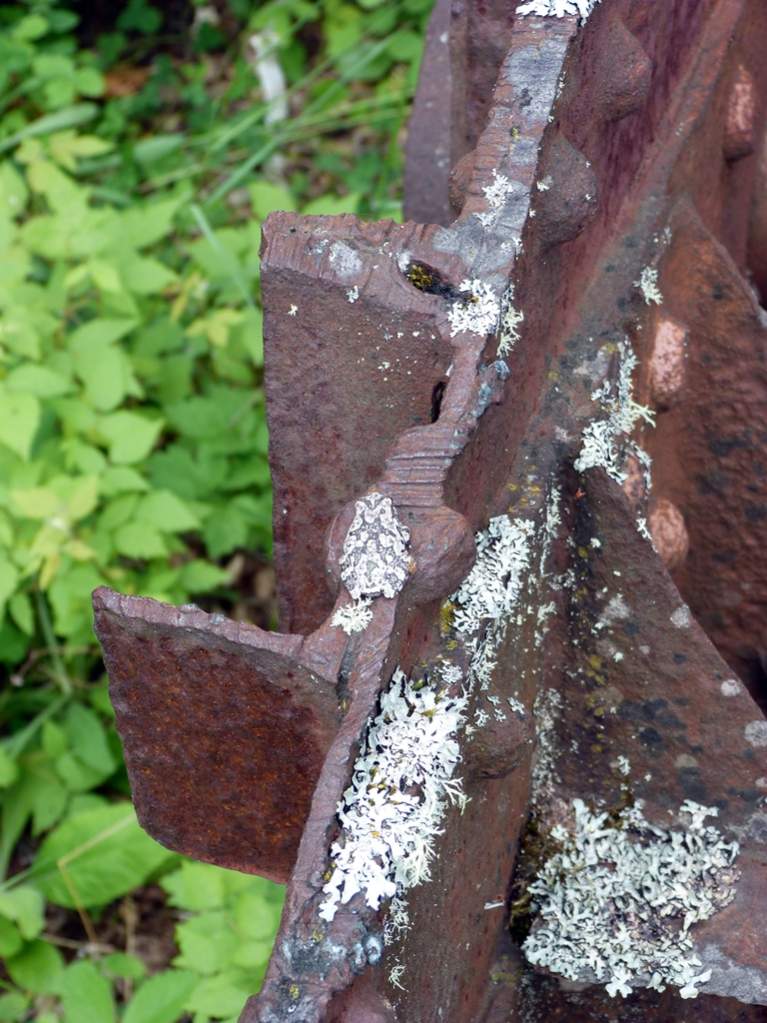 Hyla versicolor - Closer view of the tricky frog