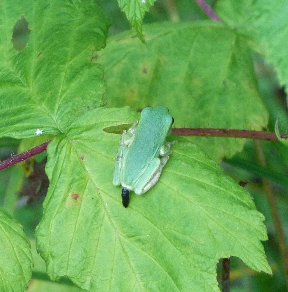 Hyla versicolor - Everyone's a critic!