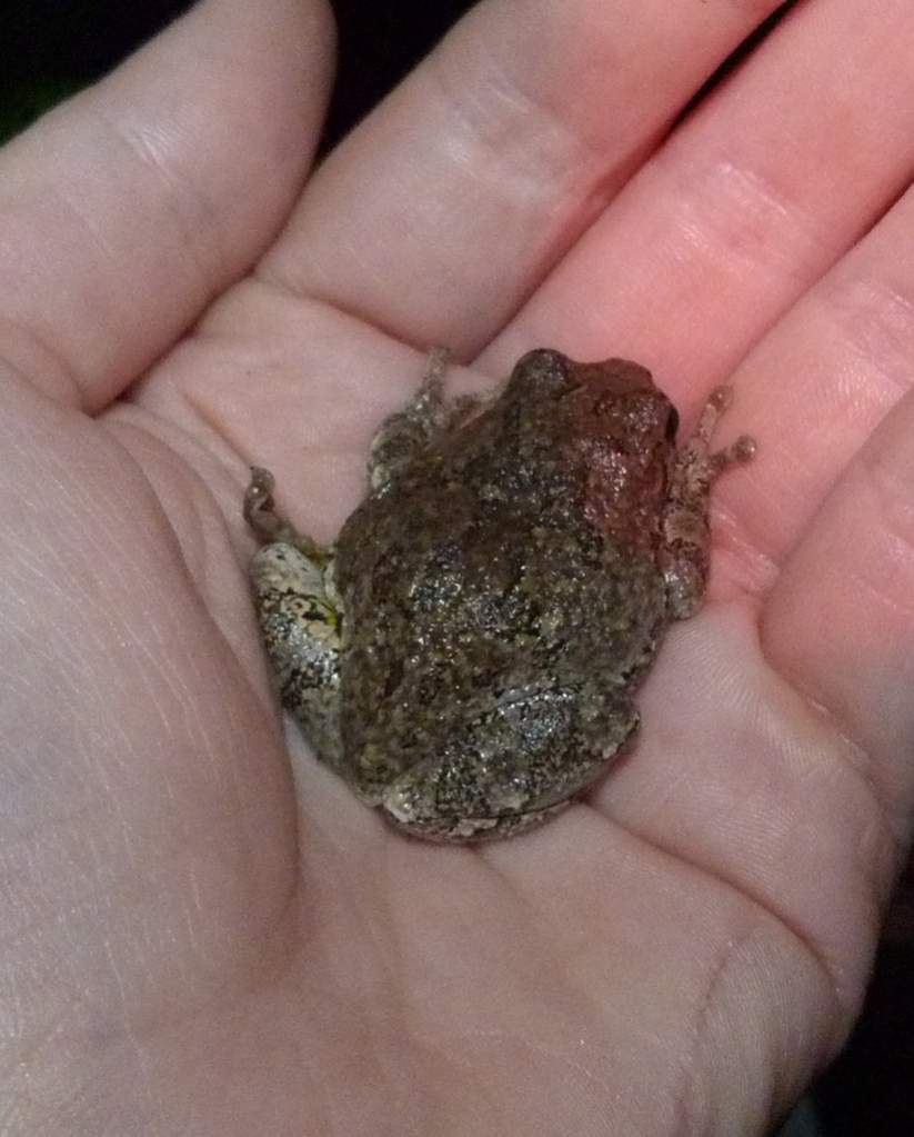 Hyla versicolor - One of our cats got a hold of this little guy and broke it's leg. I kept it until the wound started healing and put weight back on. 