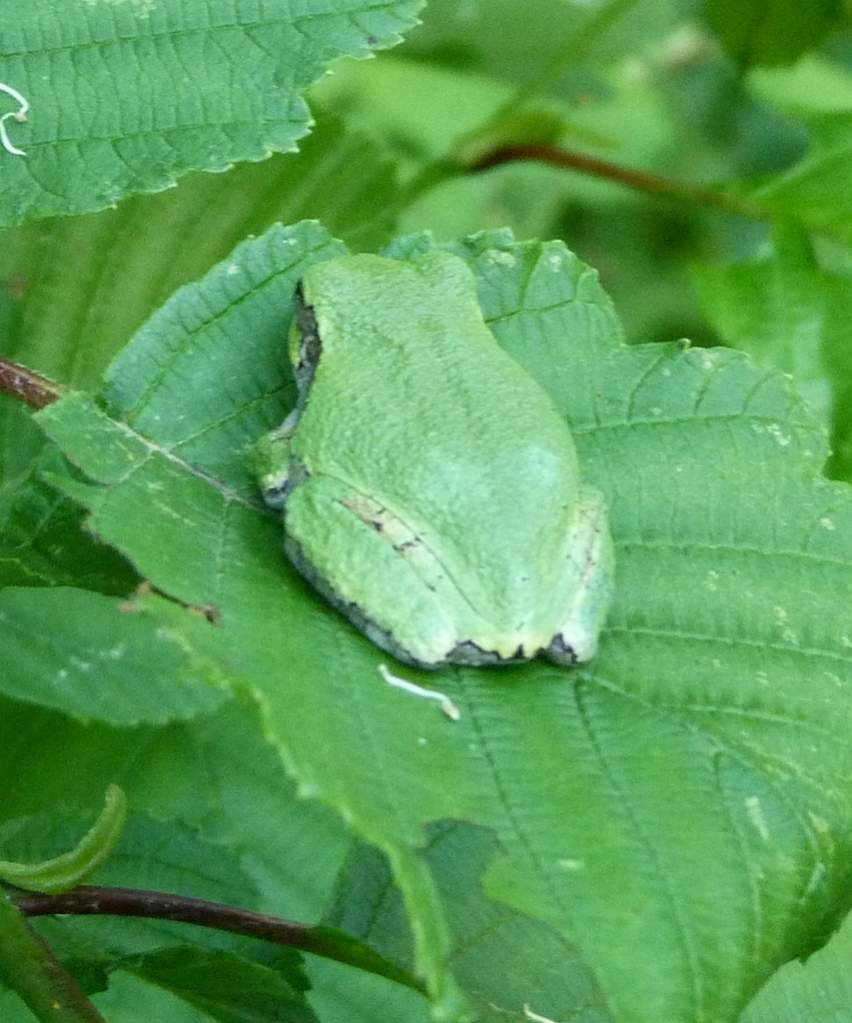 Hyla versicolor