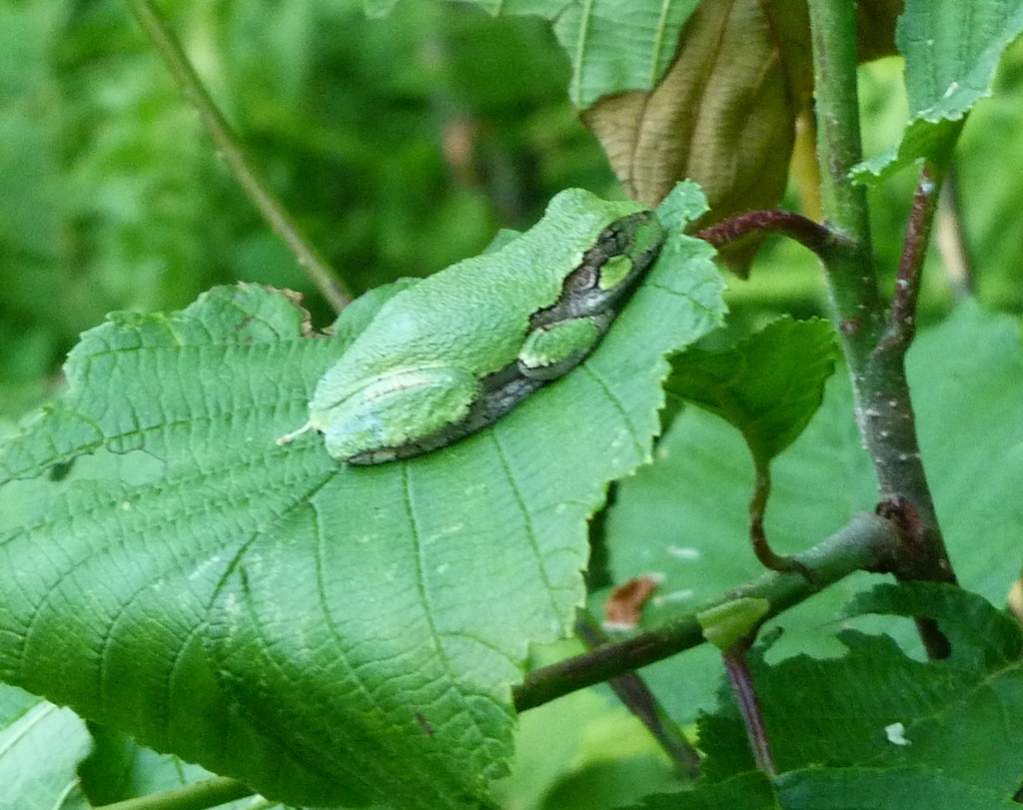 Hyla versicolor