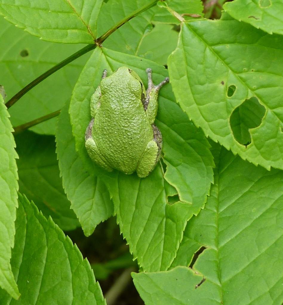 Hyla versicolor