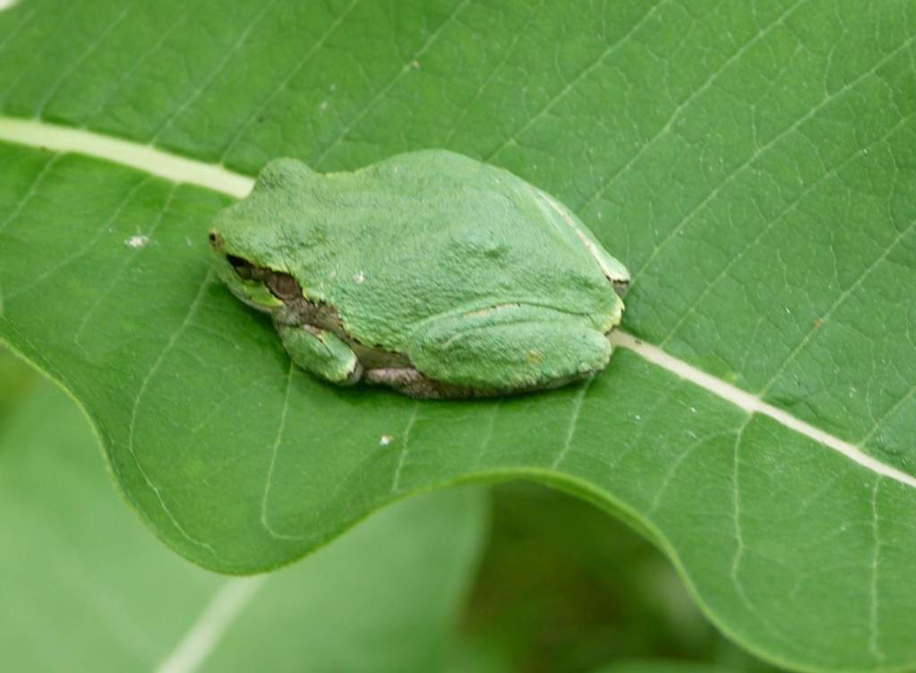 Hyla versicolor