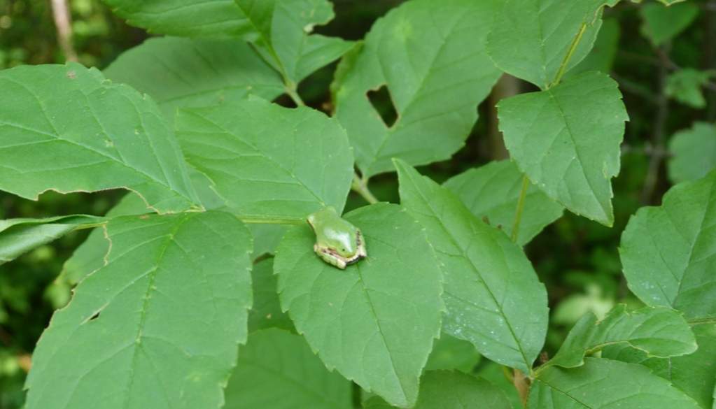 Hyla versicolor