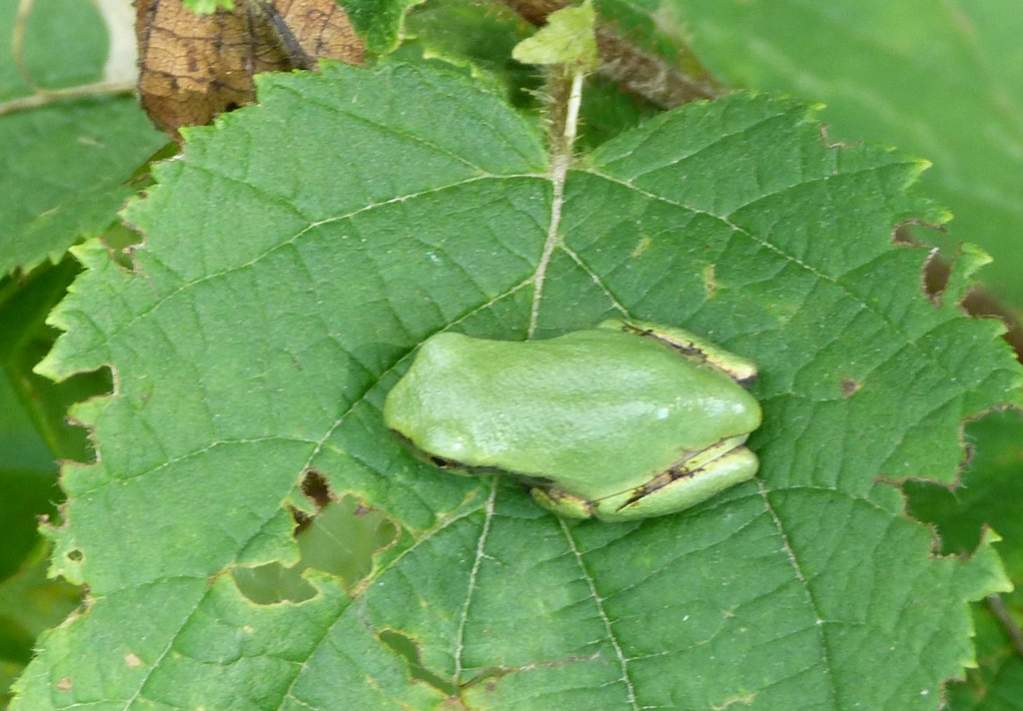 Hyla versicolor