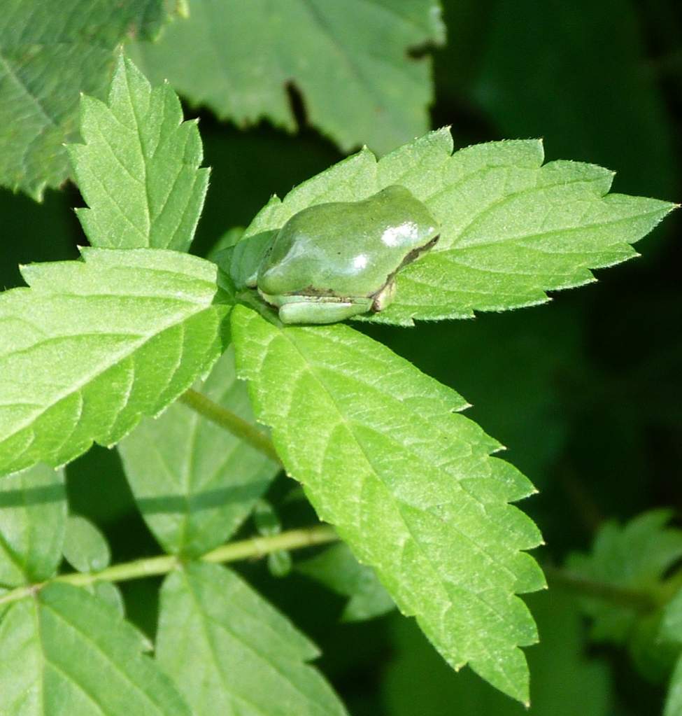 Hyla versicolor