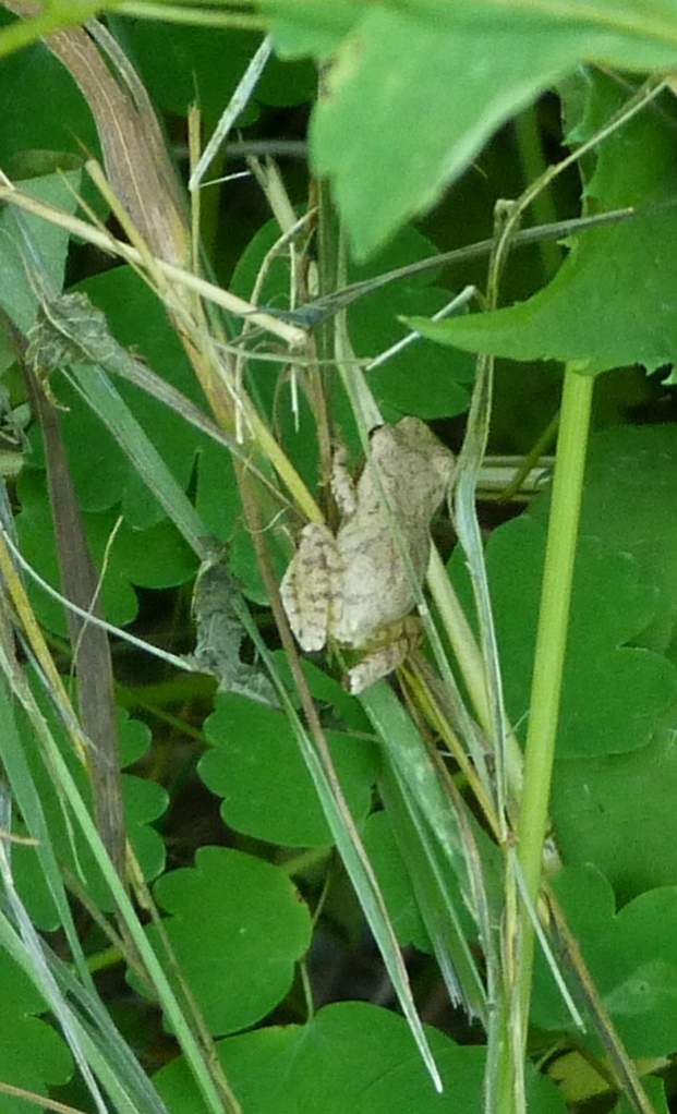 Hyla versicolor