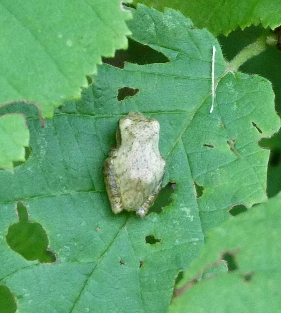 Hyla versicolor