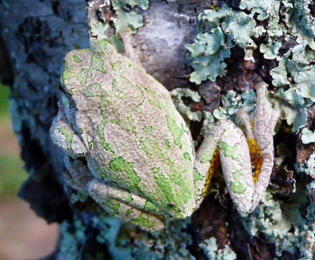 Hyla versicolor