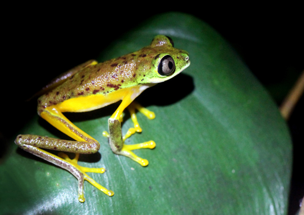 Hylomantis lemur - Lemur Leaf Frog