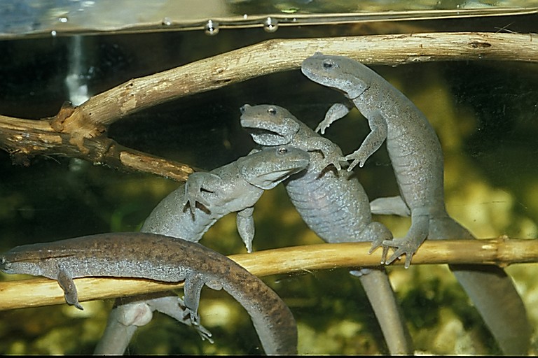 Hynobius dunni - breeding group