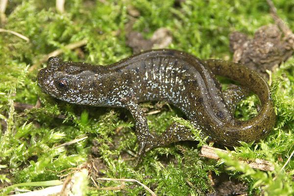 Hynobius dunni juvenile