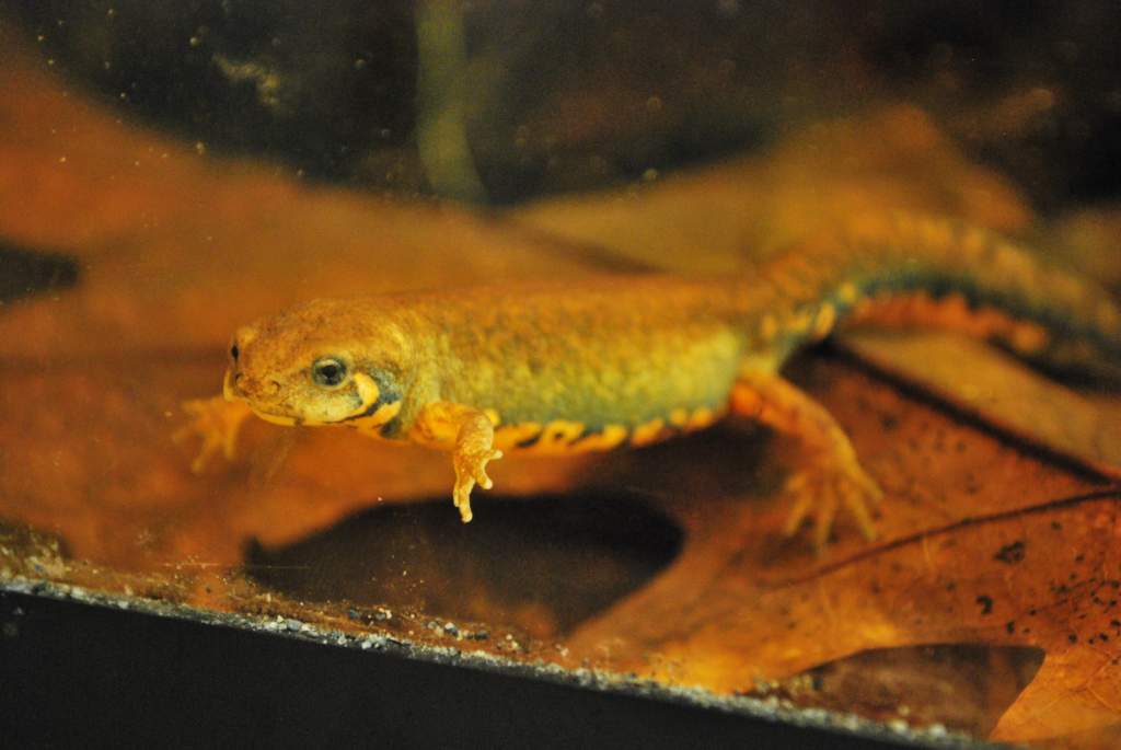 Hypeselotriton cyanurus Female