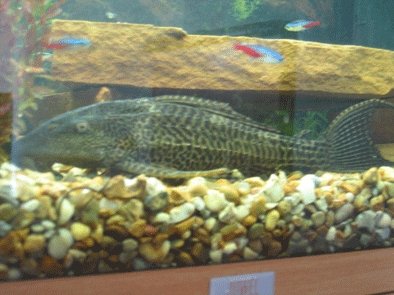 Hypostomus plecostomus - also known as 'Spike'