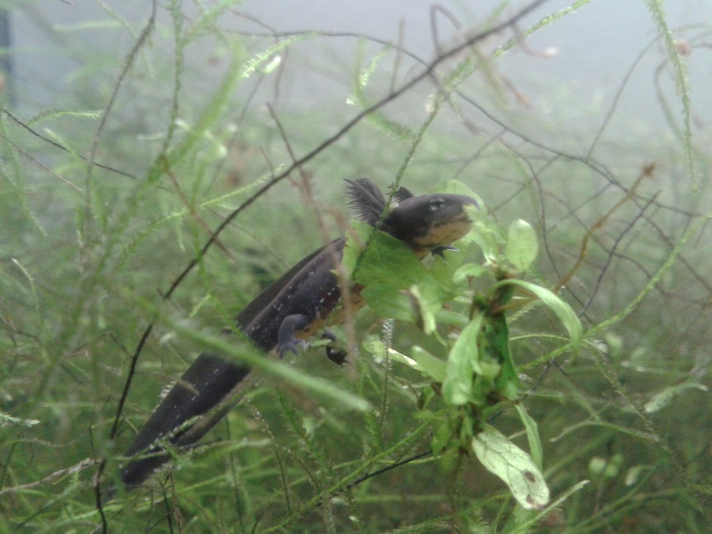 Hypselotriton orientalis, advanced larva.